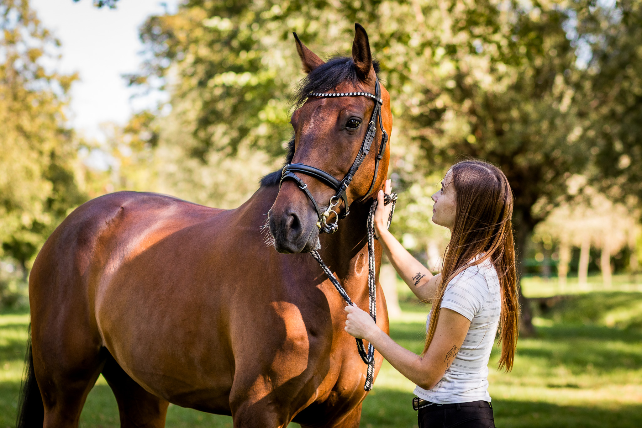 Fotím koně do 70 km od Děčína, portréty, pod sedlem, pohybovky ve volnosti. Fotograf koní, fotím koně, focení koní, drezura, parkur, western